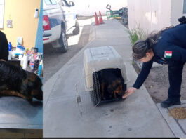 Rescata la Policía de Hermosillo a un can