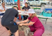 Realizan jornada de desparasitación y vacunación antirrábica en Guaymas Norte