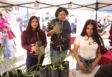 Buscan crear conciencia en el Día Nacional del Árbol