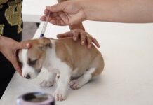 Recomiendan esterilizar a sus mascotas