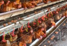 Por primera vez se detecta el virus de la gripe aviar en la Antártida