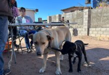 Realizan jornada de esterilización de mascotas en colonia Pueblo Nuevo