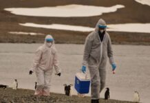 ¿Será? Gripe aviar podría ser ‘100 veces peor’ que el covid-19, según científicos