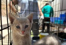 Llevan exitosa jornada de esterilización de perros