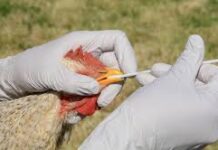 OMS aclara que alerta por gripe aviar no significa que será la próxima pandemia