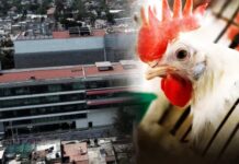 OMS aclara que muerte de paciente en México con gripe aviar fue por ‘causas multifactoriales’