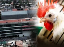 OMS aclara que muerte de paciente en México con gripe aviar fue por ‘causas multifactoriales’