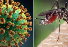 Esto es lo que se sabe de la fiebre que puso en alerta a Brasil
