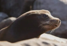 Lobos marinos se adueñan de playa en California