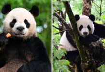 Hong Kong enloquece con la llegada VIP de dos pandas gigantes donados por Pekín