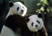 China envía dos pandas gigantes al Zoológico Nacional de Washington