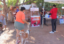 Con Éxito Dio Inicio En Cajeme La Jornada De Salud Canina Y Felina