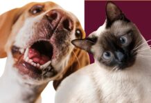 Se realizará la Jornada de esterilización de perros y gatos en Navojoa