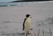 Aparece el primer pingüino emperador en una playa de Australia