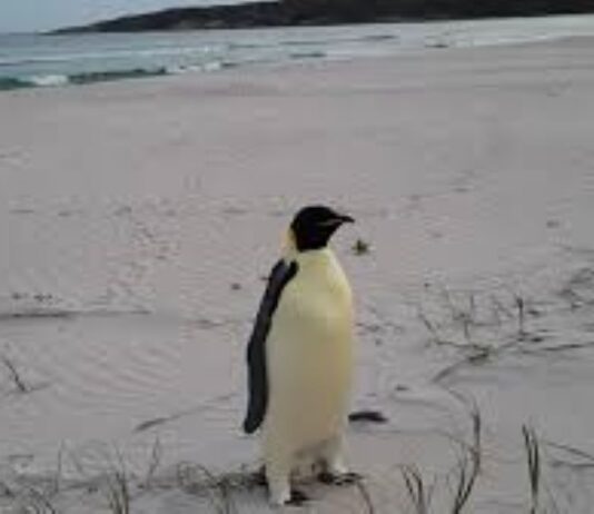 Aparece el primer pingüino emperador en una playa de Australia