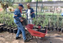 Realizará Ayuntamiento de Hermosillo donación masiva de árboles nativos y plantas
