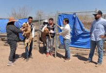 Apoya Protección y Bienestar Animal en el traslado de perros rescatados a albergue que buscan un hogar definitivo
