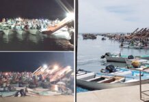 Excelentes capturas de medusa bola de cañón, en Las Guásimas