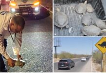 Instala Ayuntamiento de Hermosillo señalamientos preventivos por cruce de tortugas en el Vado del Río