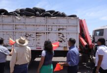 Para prevenir enfermedades transmitidas por vector ponen en marcha campaña “CAJEME MÁS LIMPIO LLANTATÓN 2025”