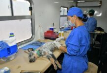 Llevará IMPBA esterilizaciones gratuitas a la San Bosco, Café Combate y Mediterráneo