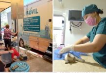 Registra administración de Toño Astiazarán casi 10 mil esterilizaciones de animales en la primera mitad del año