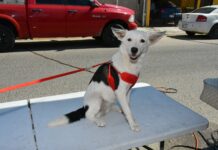 Tendrá IMPBA esterilizaciones gratuitas este viernes en Centro Hábitat Los Olivos