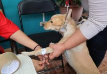 Anuncian programa de esterilizaciones caninas y felinas