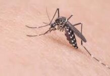 Llaman a tomar acciones para prevención del dengue
