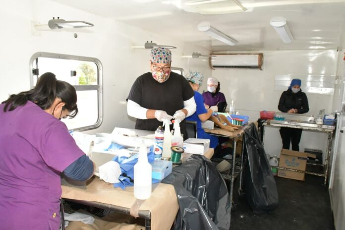 Continúa Gobierno de Hermosillo ofreciendo esterilizaciones gratuitas a caninos y felinos del 24 al 27 de septiembre (1)
