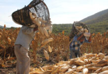 Productores de maíz enfrentan una “tormenta perfecta”: especialista