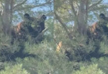 Oso sorprende a vecinos de Agua Prieta tras trepar a un árbol