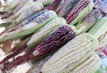 Importó México 40.7 millones de toneladas de granos