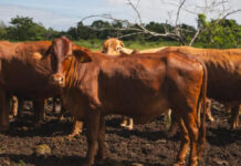 Confirman tercer caso de gusano barrenador en Nuevo León; autoridades aseguran que el riesgo sigue bajo control