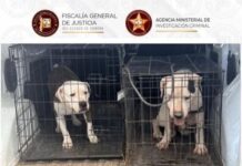 FGJES rescata a dos canes Pitbull tras cateo por maltrato animal en Guaymas