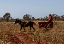 Libra Cuba batalla contra desabasto alimentario