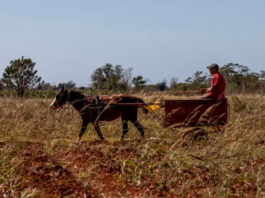 Libra Cuba batalla contra desabasto alimentario