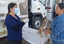 Vigilar síntomas y mantener limpio el hogar puede salvar vidas ante la rickettsiosis: SSP