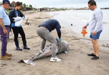 Alertan por chapopote en las playas