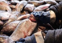 Desdén a Cuaresma y altos precios tiran venta de pescado 40%