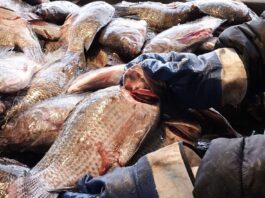 Desdén a Cuaresma y altos precios tiran venta de pescado 40%
