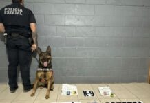 Trabajo especializado de K-9 de la PESP permite detectar envíos ilícitos