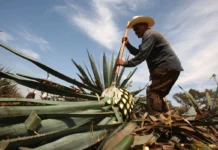 Campesinos hacen frente común ante los abusos de la industria del tequila