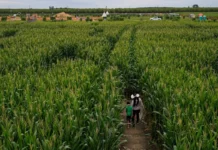 México importa cifra récord de maíz desde EU