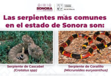 Llaman a prevenir afectaciones por mordedura de serpiente