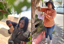 Refuerza Salud Sonora vigilancia del dengue mediante uso de ovitrampas