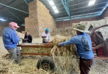 Compras de grano blanco van con tendencia al alza, señala GCMA