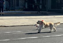 TODO UN ÉXITO LA CARRERA DE MASCOTAS EN CAJEME
