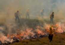 Incendios activos se quintuplican en ocho días bajo la onda de calor en México