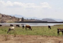 Crisis hídrica en Sinaloa; reportan presas al 15.9% de almacenamiento